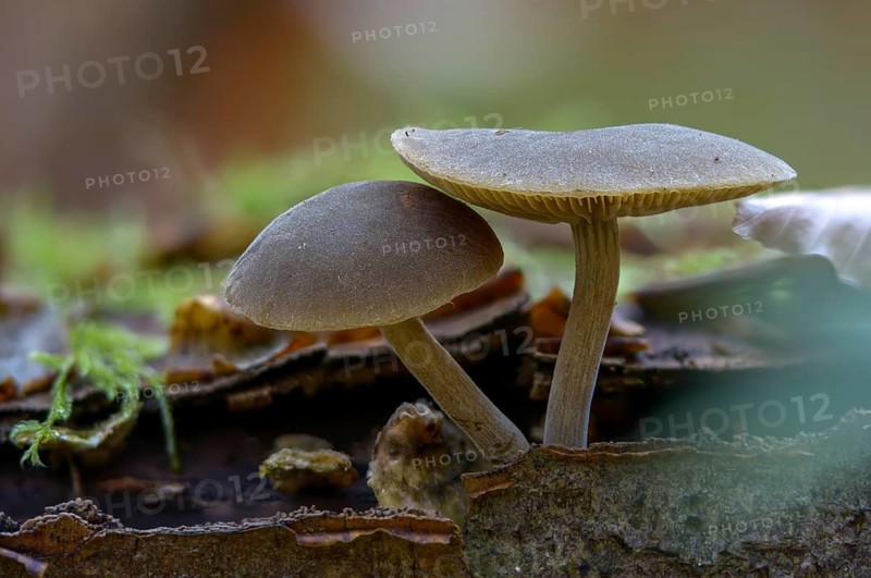 Roof mushroom, deer brown roof mushroom, pluteus atricapillus, pluteus brunneoradiatus, pluteus cervinus, fawn roof mushroom, fungi, fungi