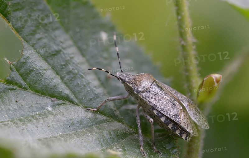 Field bug, gray garden bug, raphigaster nebulosa, bug, tree bug, insects, mottled shield bug