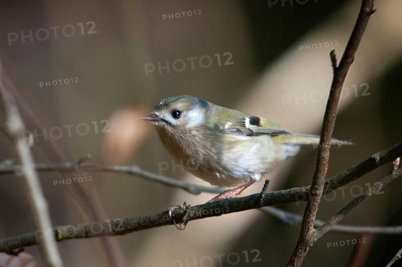 Goldcrest, golden chicken, Regulus regulus, winter golden chicken, birds, passeri, songbirds, birds