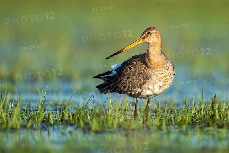 Black-tailed Godwit (Limosa limosa) in a wet meadow, Lake Dümmer, Ochsenmoor, Hüde, Lower Saxony, Germany