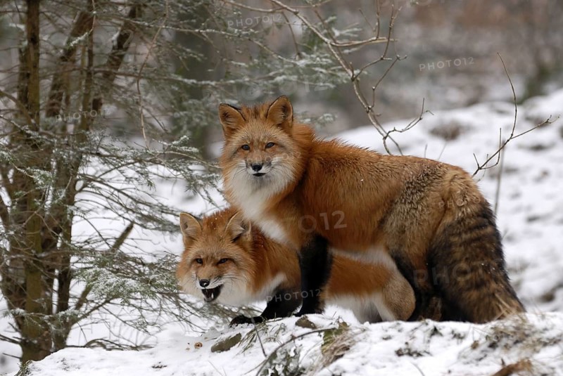 Red fox, two foxes in the snow January 2009December 2008