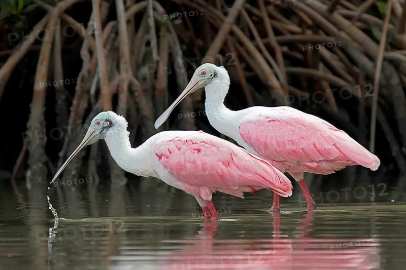 Animals Birds Pink Spoonbill, Roseate Spoonbill, Ajaia Ajaja, Florida, United States