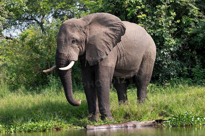 African elephant (Loxodonta africana) drinking by the river, White Nile, Murchison Falls National Park, Uganda