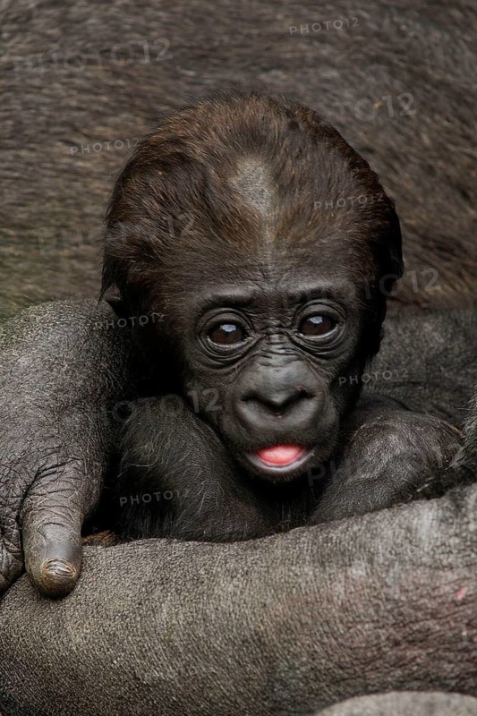 Gorilla, mother with baby gorilla, (gorilla gorilla), silverback