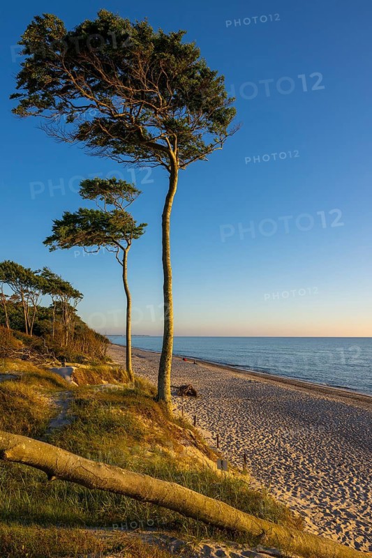 Pines on the western beach of Darß, sunset, Fischland, Darß, Zingst, Ahrenshoop, Mecklenburg-Western Pomerania, Germany