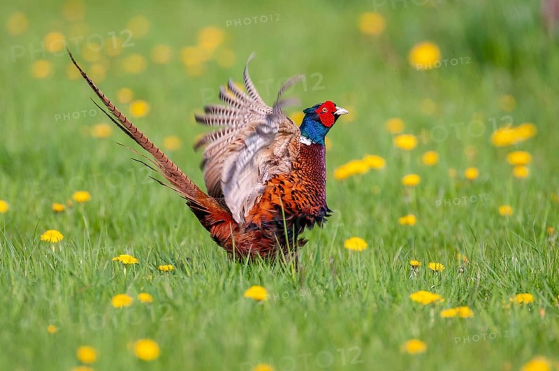 Courting pheasant (Common Pheasant), Dümmer, Lembruch, Lower Saxony, Germany