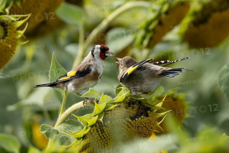 European goldfinch (Carduelis carduelis) adult garden parent bird feeding its juvenile baby bird on sunflower seedheads in summer, England, United Kingdom