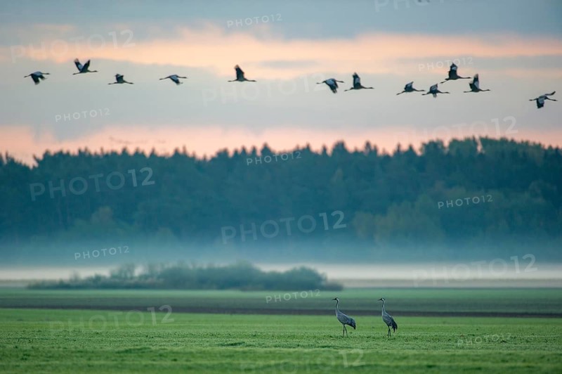 A crane (Grus grus) in a meadow at daybreak, Groß Mohrdorf, Lower Saxony, Germany