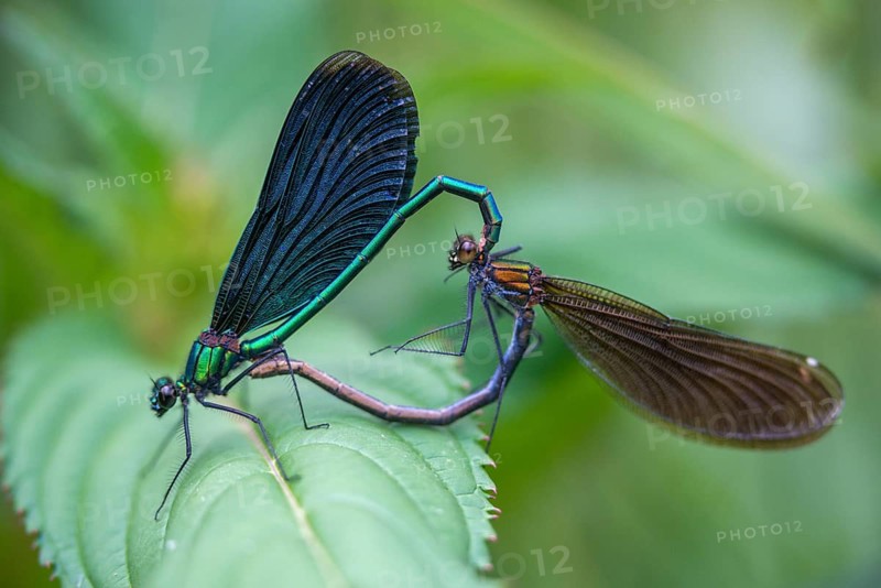 Beautiful demoiselle, blue-winged dragonfly, Calopteryx virgo, dragonfly, dragonflies, insects, copula, dragonflies, mating wheel, zygoptera