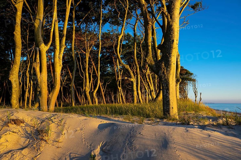 Pines on the western beach of Darß, sunset, Fischland, Darß, Zingst, Ahrenshoop, Mecklenburg-Western Pomerania, Germany