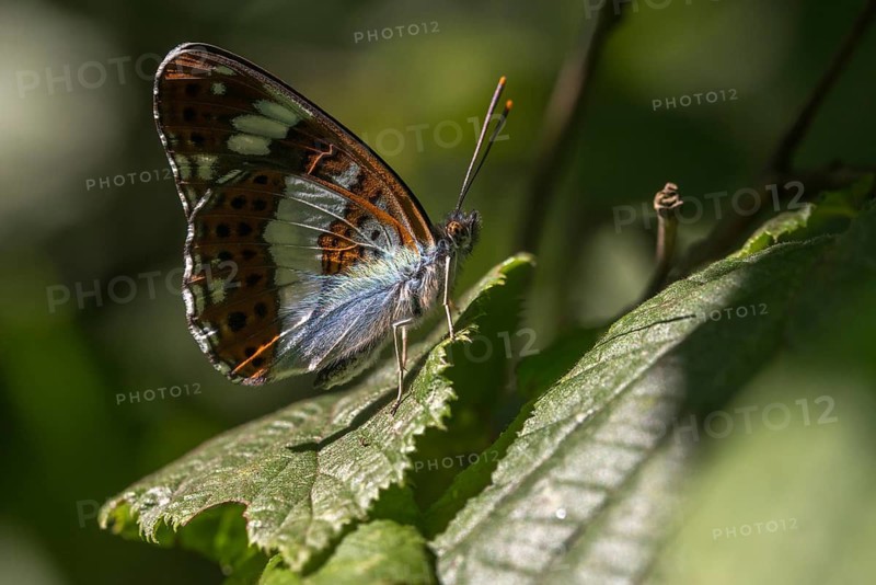 Small kingfisher, Ladoga camilla, limenitis camilla, white admiral, butterfly, insects, butterfly, butterflies