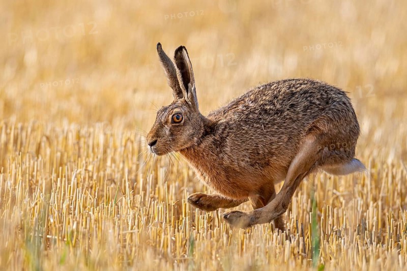 European hare (Lepus europaeus), Vechta, Lower Saxony, Germany