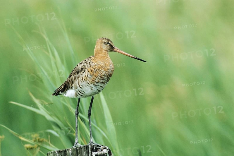 Animals, Birds, Snipe, Black-tailed Godwit, Bavaria, Germany