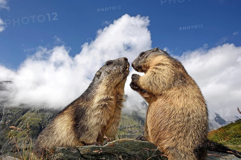 Two Alpine marmots, marmot, Alpine marmot (Marmota marmota), playing together, animals, mammals, the Alps, Italy