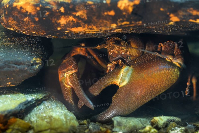 American crayfish, astacoid, astacus leniusculus, crayfish, Californian crayfish, pacifastacus leniusculus, signal crayfish