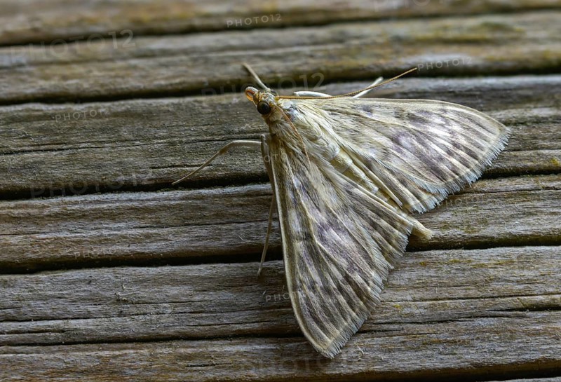 Pale stingworm, nettle moth, patania ruralis, insects, mother of pearl moth, moths, moths, butterflies