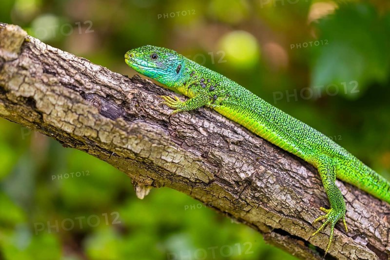 Western green lizard (Lacerta bilineata) sunbathing on a branch, scaly crawlers (Squamata), male, spring, Oberbergen, Kaiserstuhl, Baden-Württemberg, Germany