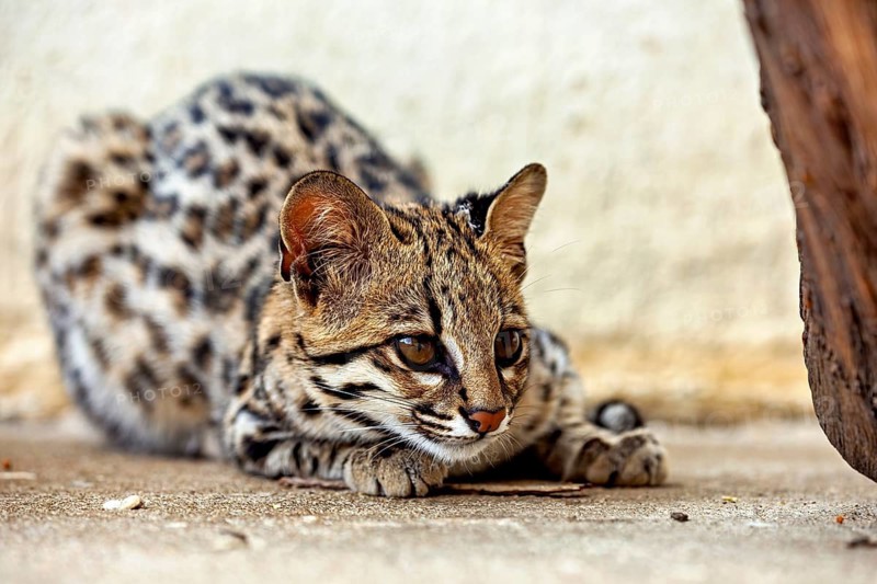 A cat stares intently at the ground and appears to be concentrating, a tiger cat (Leopardus tigrinus) in an enclosure in Petrolina, Brazil