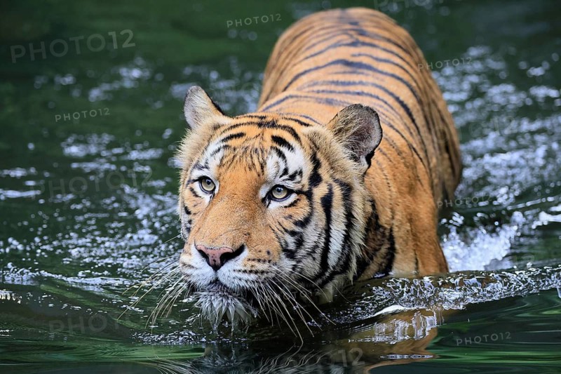 Malaysia tiger (Panthera tigris jacksoni), adult, in water, alert, Malaysia, Southeast Asia