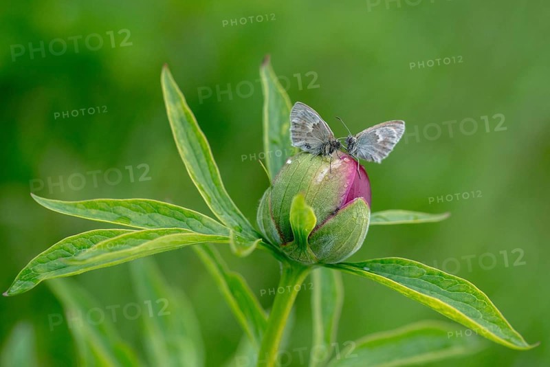 Coenonympha Pamphilus, common meadowbird, small heath, meadbird, butterfly, insects, butterfly, butterflies, butterflies