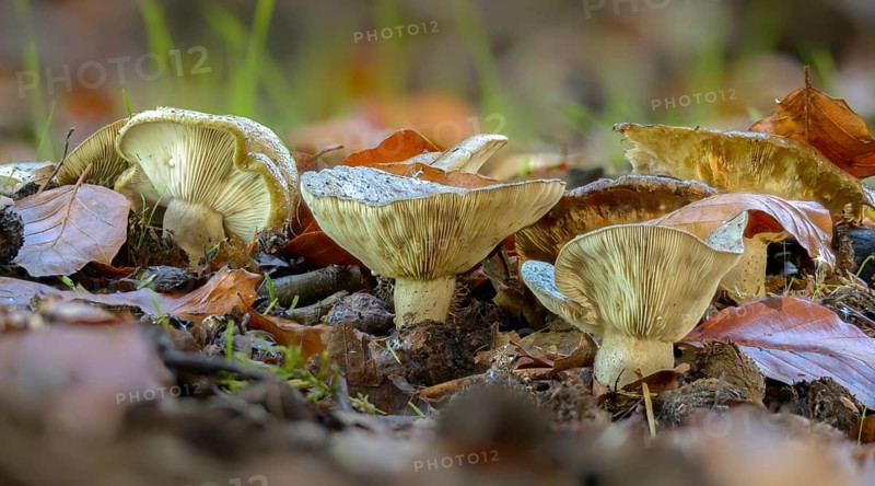 Agaricus blennius, beech milkcap, grey-green milkling, lactarius blennius, lactarius viridis, milkling, fungi, fungi, slimy milkcap