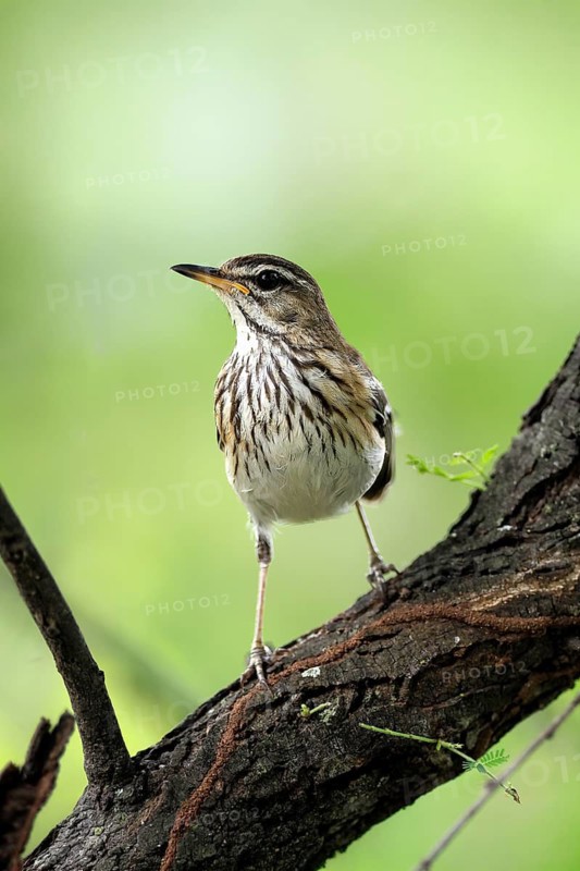 White-browed Warbler (Cercotrichas leucophrys), White-browed Bush Redstart, adult, alert, tree trunk, branch, Kruger National Park, Limpopo Province, South Africa