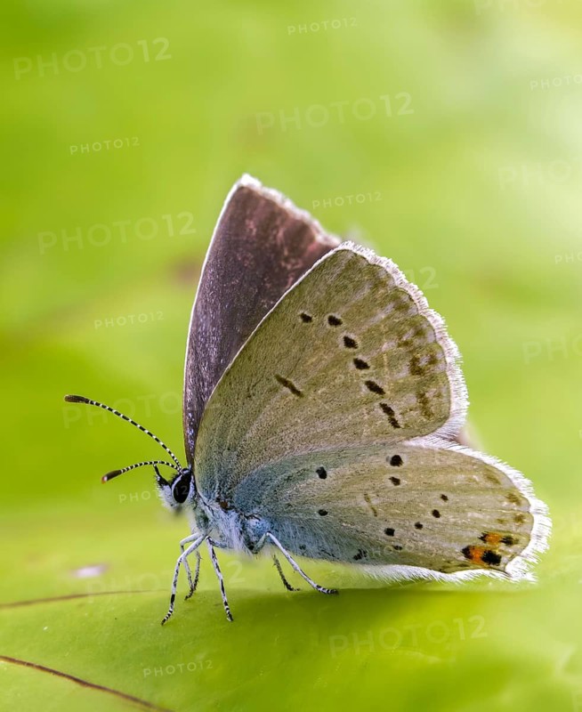 Cupid argiades, short-tailed blue, butterfly, high size, portrait format, insects, butterflies, short-tailed blue, butterflies, tailed cupid