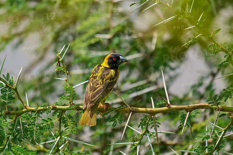 An exotic bird perched on a thorny branch, surrounded by green vegetation, a village weaver and a Textor's weaver (Ploceus cucullatus), Masai Mara National Reserve, Narok County, Kenya