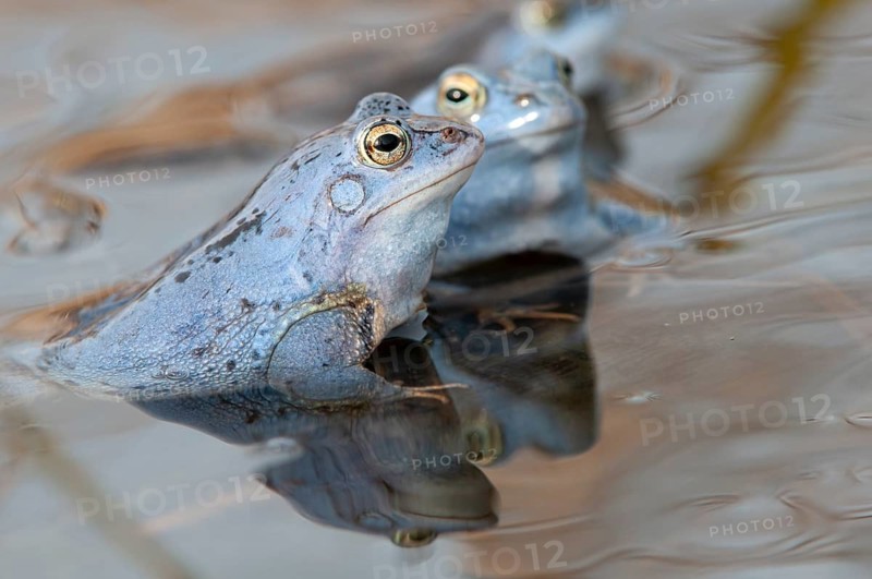 Blue moor frog (Rana arvalis) mating in the moor, Goldenstedter Moor, Lower Saxony, Germany