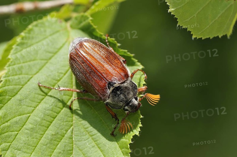 Animals, insects, May beetles, beetles, Melolantha melolantha
