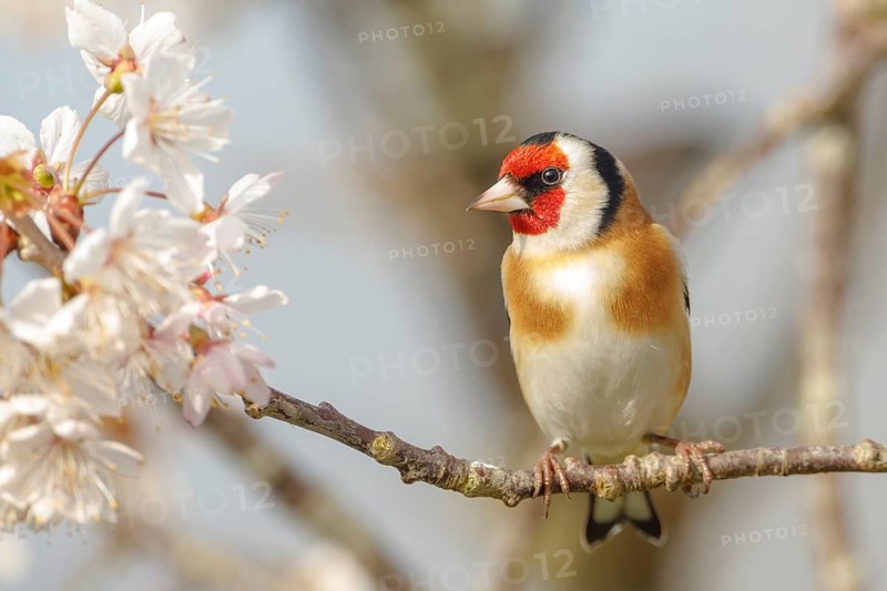 European goldfinch (Carduelis carduelis) perched on the branches of a Cherry tree, Sussex, UK