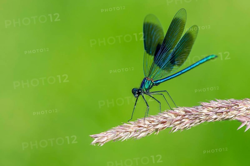Banded demoiselle (Calopteryx splendens) on the River Hunte, Goldenstedt, Lower Saxony, Germany
