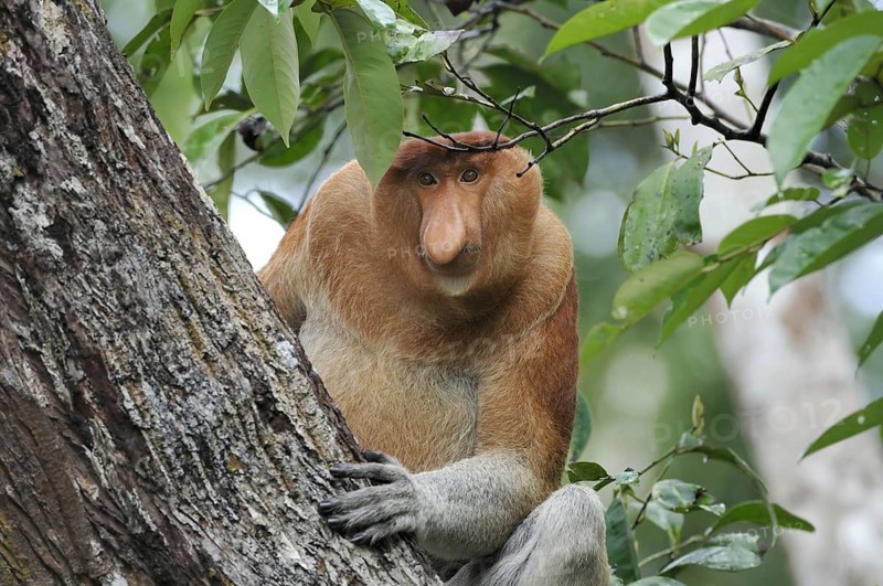 Indonesia, Borneo, Tanjung Puting National Park, national park, monkey, monkeys, proboscis monkey, primates, male, sitting, tree, jungle (Nasalis larvatus), animal, animals, mammal, mammals