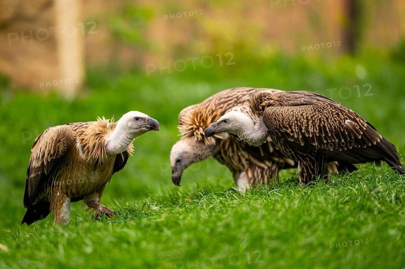 Griffon Vultures (Gyps fulvus) standing on a meadow in spring, bavaria, Germany