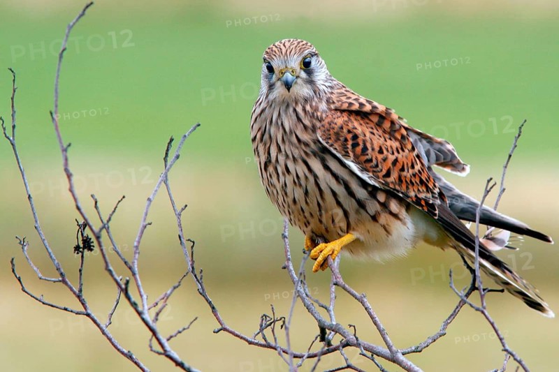 Animals, Birds of Prey, Hawks, Kestrels, Kestrels Sitting Room), Falco Tinnunculus), Germany