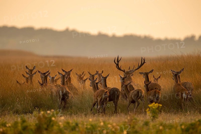 Red deer (Cervus elaphus), Hoenderloo, Gelderland, Netherlands