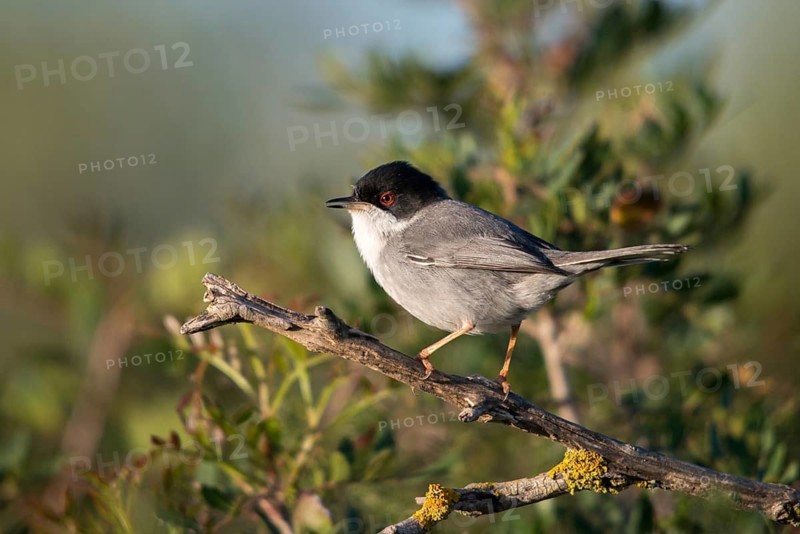 Granelli, Italy, Pantani Cuba and Longarini, velvet warbler, Sardinian warbler, Sylvia melanocephala, migratory bird sanctuary, Pantani Cuba & Longarini migratory bird sanctuary, birds, Italy, male, passeri, songbirds, Sicily, songbirds, foundation pro biodiversity, birds