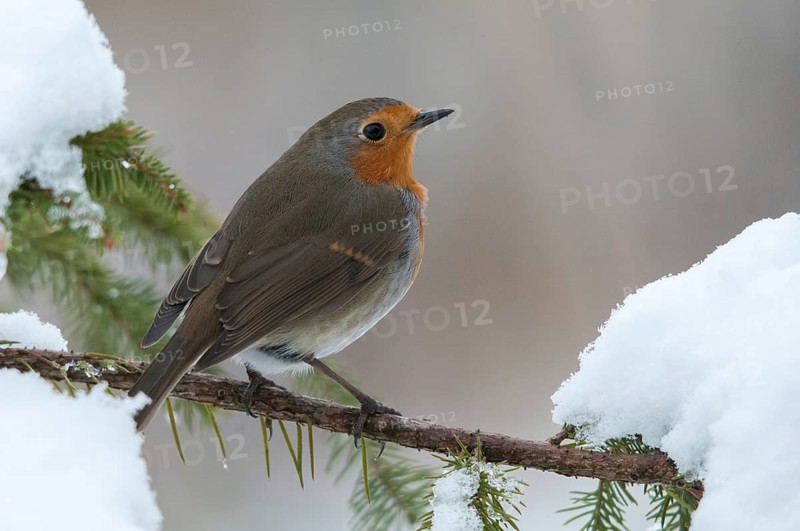 Erithacus rubecula, robin, robins, birds, passeri, snow, songbirds, snow, songbirds, birds, winter