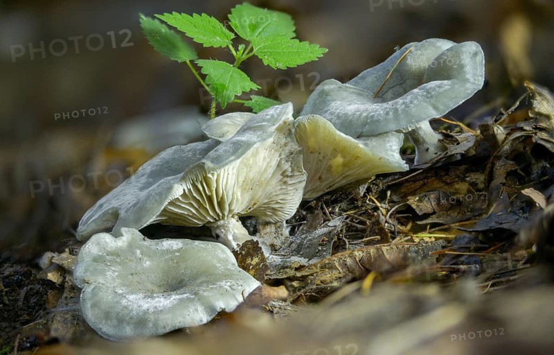 Agaricus anisatus, aniseam, clitocybe odora, green aniseed toadstool, fungi, fungus, mushrooms