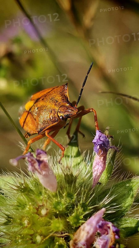 Close-up: An orange-coloured purple fruit bug (Carpocoris purpureipennis) with long antennae crawls on a purple flower, Kronach, Frankenwald nature park Park, Upper Franconia
