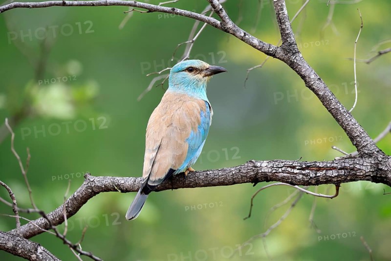 European roller (Coracias garrulus), adult, perched on a tree, on a perch, alert, Kruger National Park, South Africa