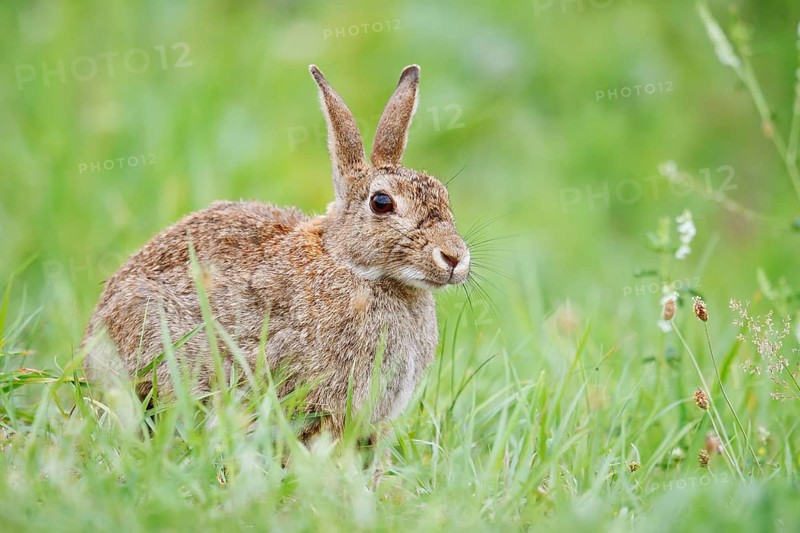 Wild rabbit (Oryctolagus cuniculus) sitting in a meadow, North Rhine-Westphalia, Germany