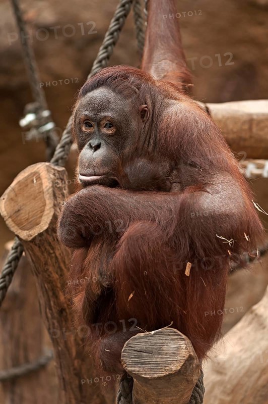 Urangutan (Pongo pygmaeus) with her cub in her arms, captive, Germany