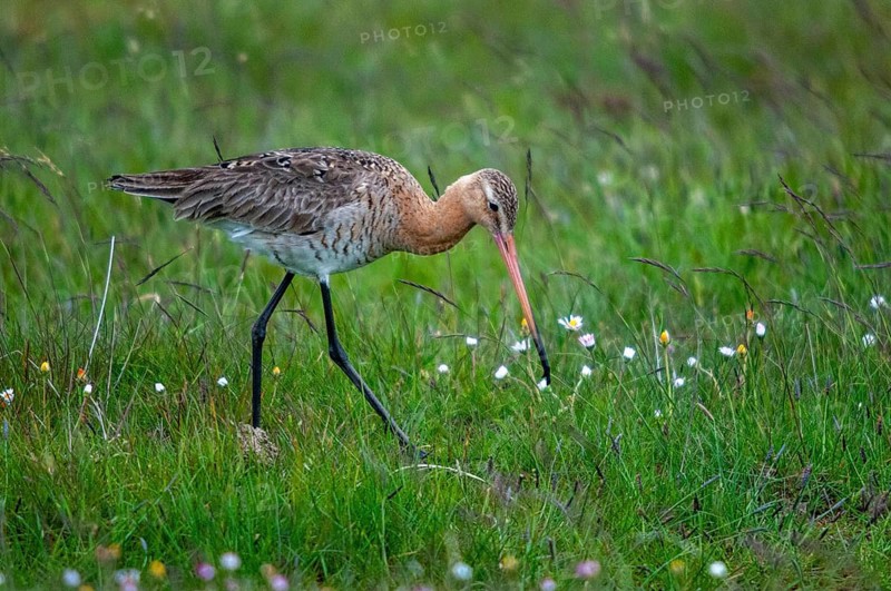Black-tailed godwit, limosa limosa, Sweden, shore-tailed godwit, birds, charadriiformes, limikolen, snipe birds, scolopacidae, Sweden, birds, waders, waterbirds, waders, Öland
