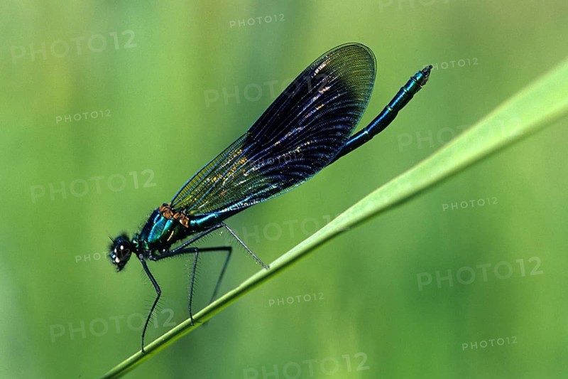 Banded dragonfly sitting on a reed, Germany, Federal Republic of Germany