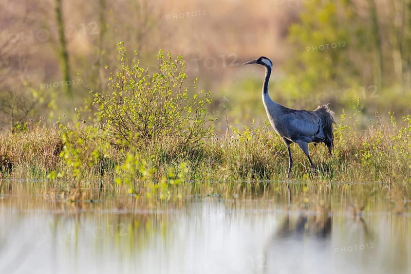 Common crane (Grus grus) in its breeding grounds, Wagenfeld, Lower Saxony, Germany