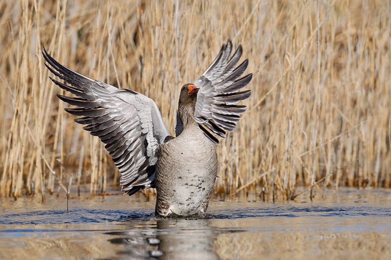 Greylag goose (Anser anser), flapping its wings, North Rhine-Westphalia, Germany