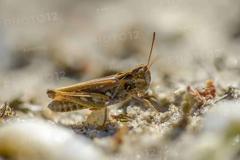 Acrididae, Brandenburg, Caelifera, Common Club Grasshopper, Germany, field locusts, spotted club scare, gomphocerinae, club scare, short-feeler scare, mottled grasshopper, myrmeleotettix maculatus, Nabu project, national natural heritage, natural paradise Grünhaus, post-mining landscape, grasshopper, Grasshoppers, greenhouses, grasshoppers, insects, males, males