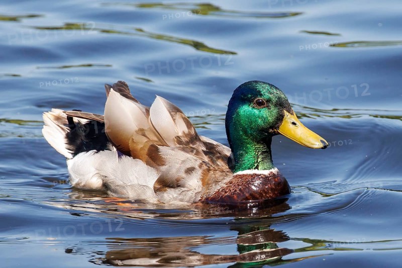 Mallard (Anas platyrhynchos) drake or male duck swimming on calm water in Sussex, UK