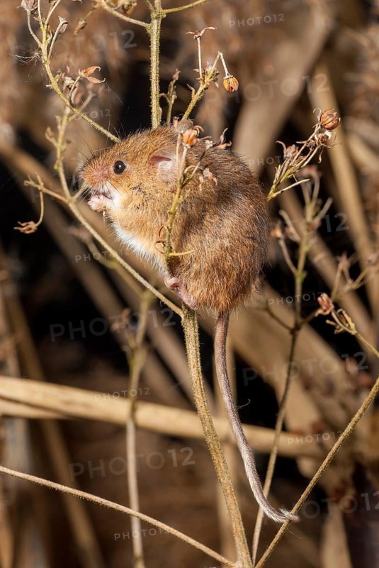 Harvest mouse, Micromys minutus, rodents, rodentia, dwarf mouse, high size, portrait format, mammals, mouse, muroids, rodents, mammals